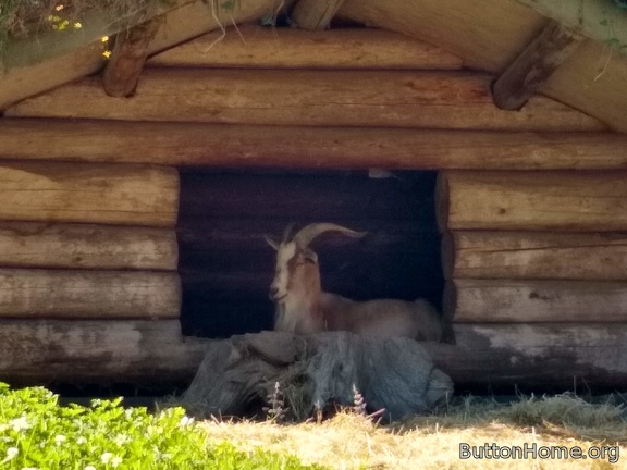 goats on the roof shop