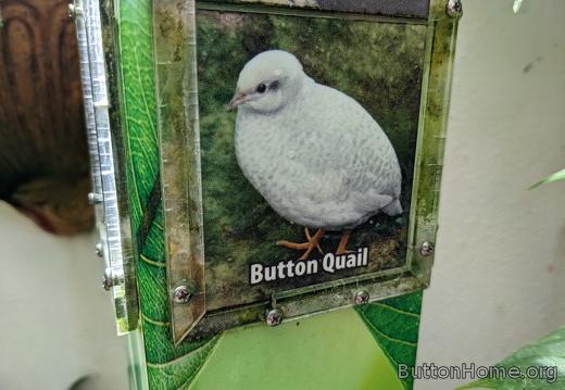 Button quail