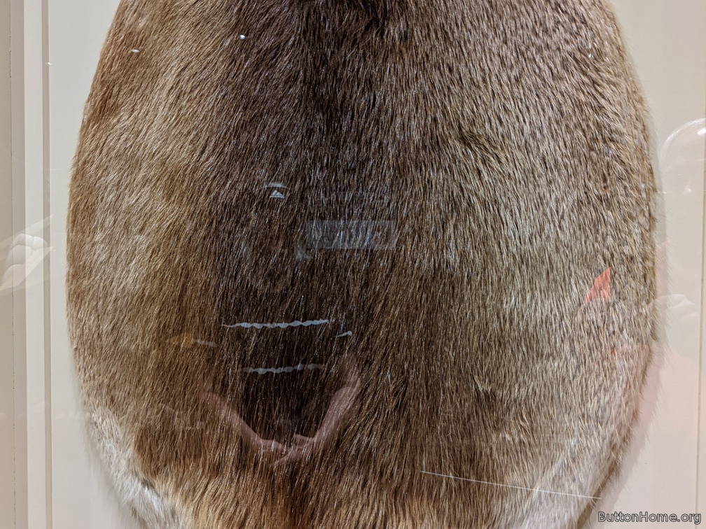 One perfect beaver pelt or "Made Beaver" (MB)