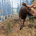 moose setting