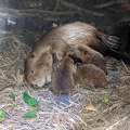 beaver inside the den
