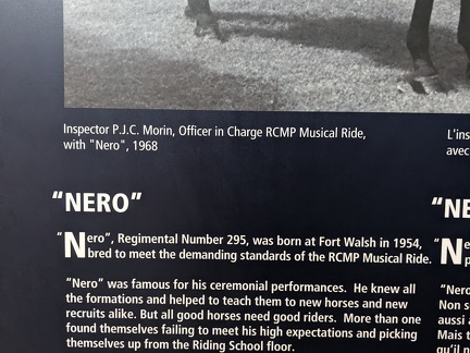Nero the horse details
