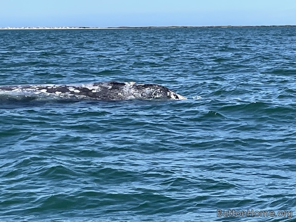 whales in San Ignacio