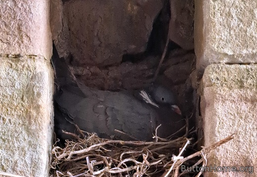 bird nest in castle wall