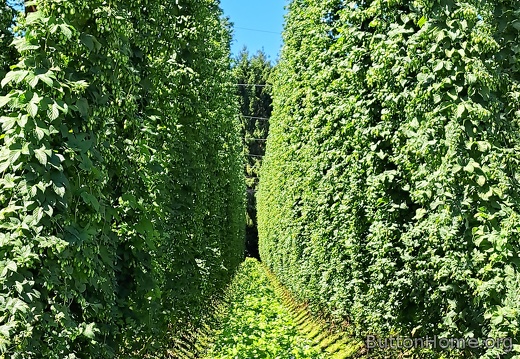 hops plant rows