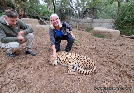 leopard petting