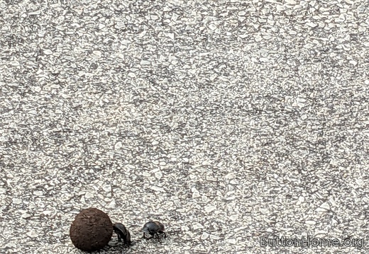 busy Dung beetles 