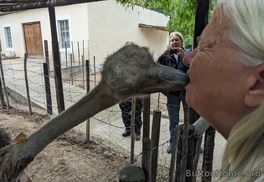 ostrich kiss