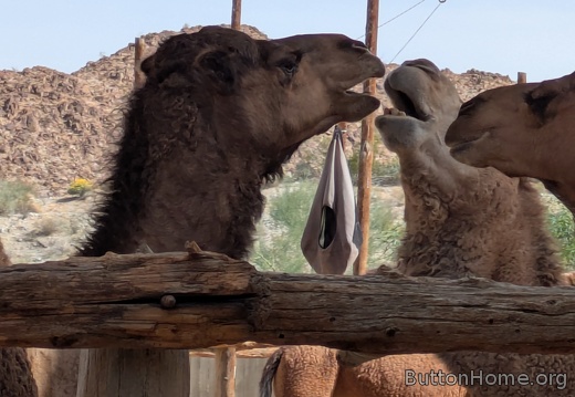 PXL 20250216 203651966