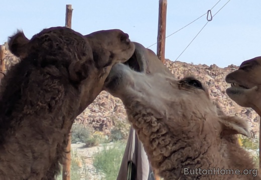 PXL 20250216 203706849